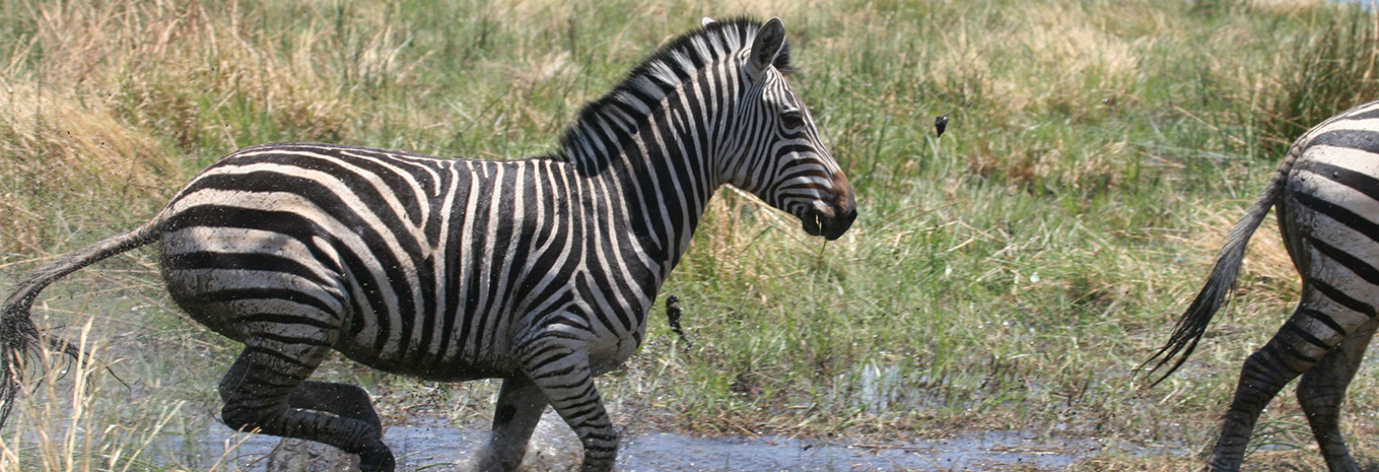 Zebra, Okavango, Botswana