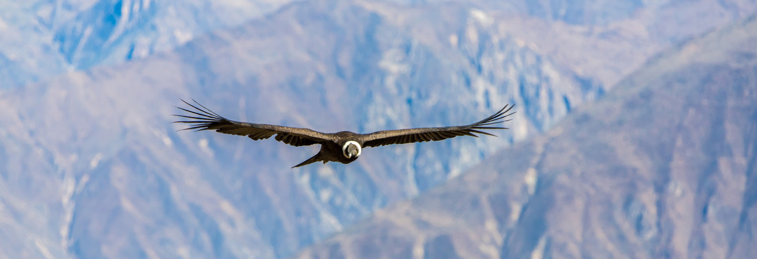 Condor, Colca Canyon