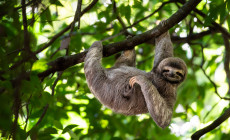 Sloth, Costa Rica