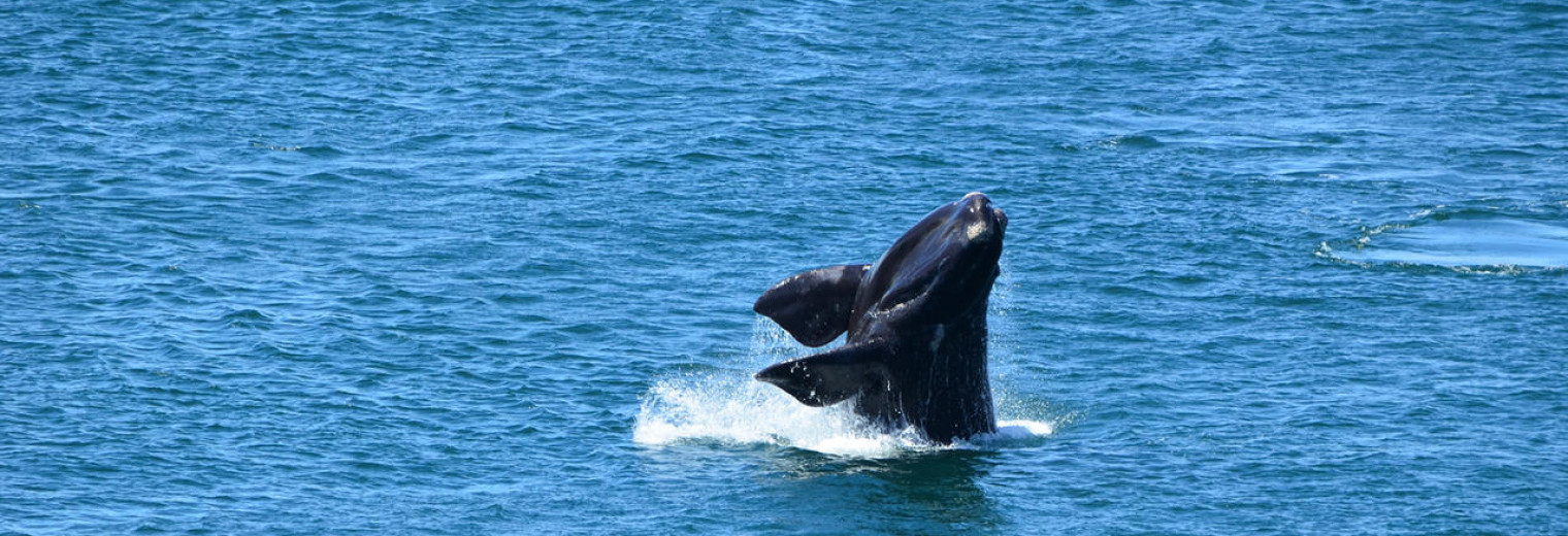 Whale watching, Hermanus, South Africa