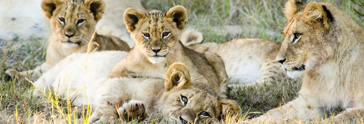 Lion Cubs, Gondwana Game Reserve, South Africa