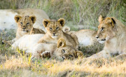 Lion Cubs, Gondwana Game Reserve, South Africa