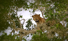 Leopard, Yala NP, Sri Lanka