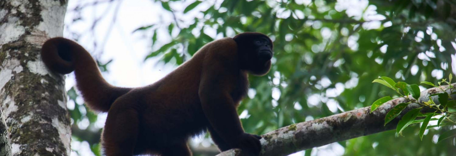 Woolly monkey, Amazon Jungle, Ecuador