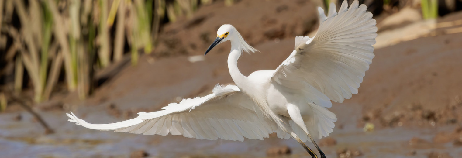 Snowy Egret, Tortuguero