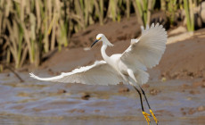 Snowy Egret, Tortuguero