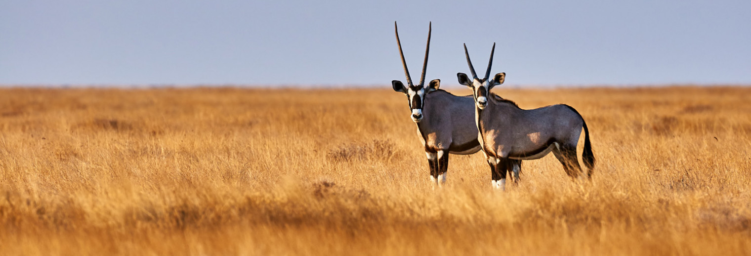 Oyrx, Namibia