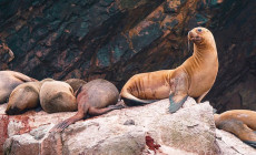 Patagonia sea lion, Paracas, Peru