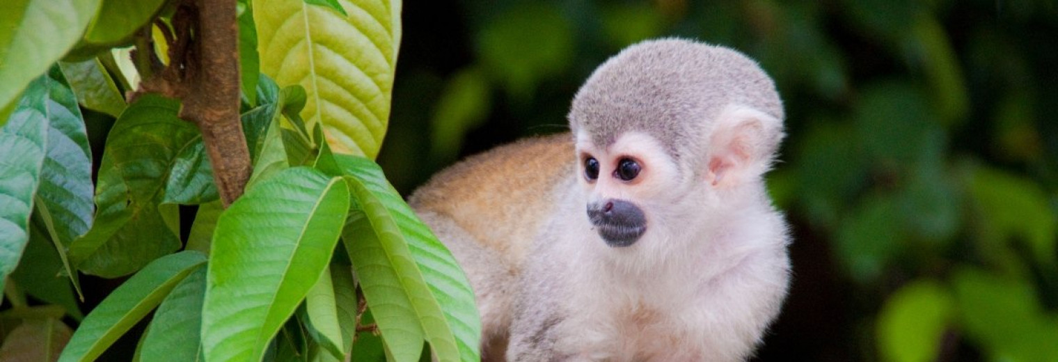 Amazon Jungle, Peru