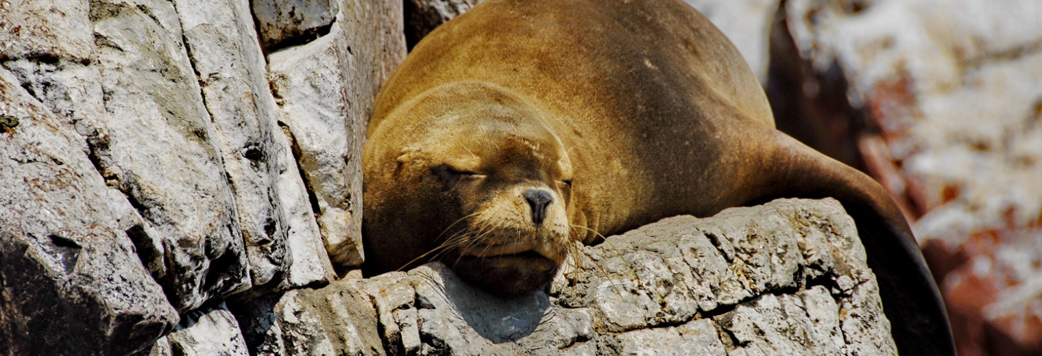 Sea Lion, Ballestas Islands