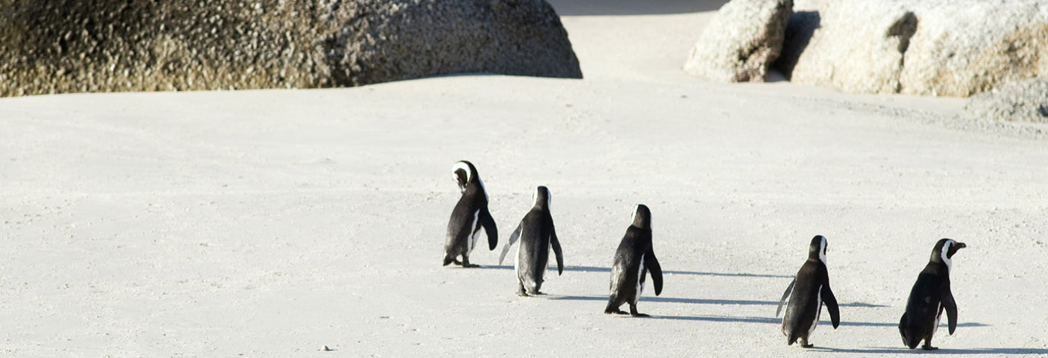 Penguins at Boulders Beach, Simonstown, South Africa