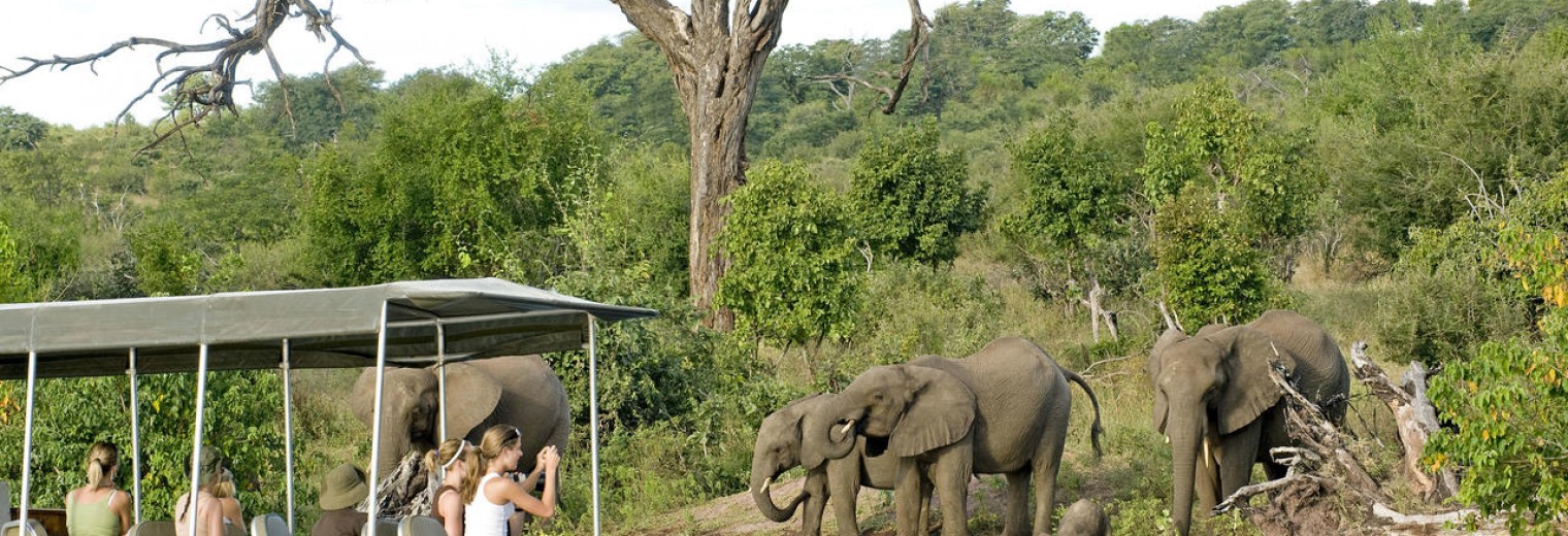 Elephants on boat cruise, Chobe National Park, Botswana