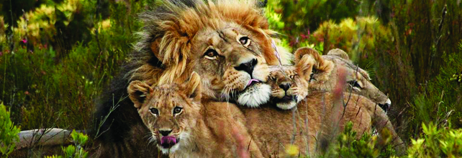 Lions, Gondwana Game Reserve, South Africa