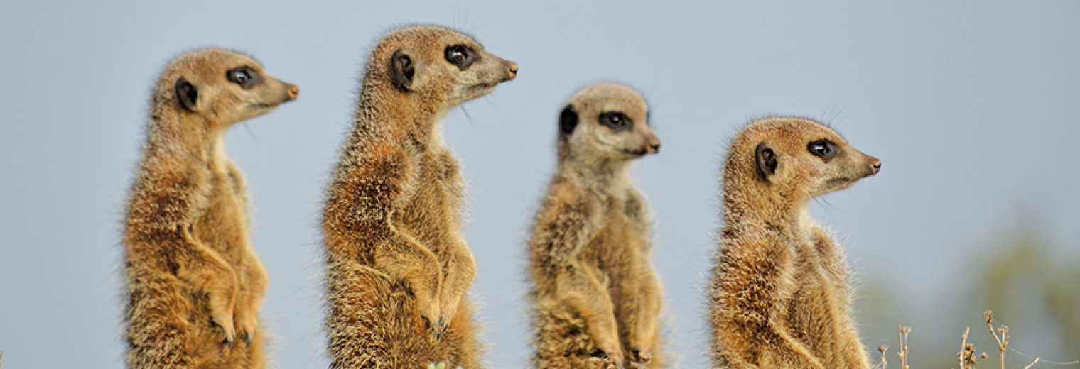 Meerkat magic, Oudtshoorn, South Africa