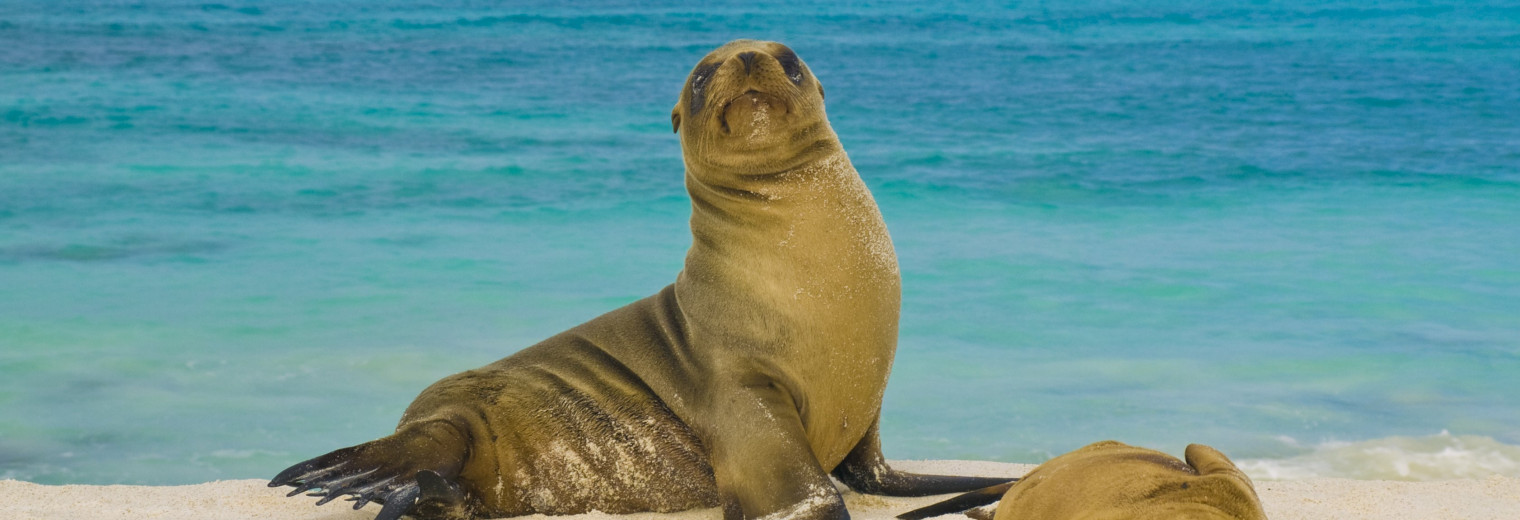 Odyssey, Galapagos