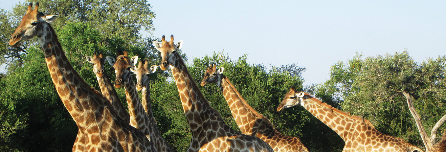 Giraffe, Kruger National Park, South Africa