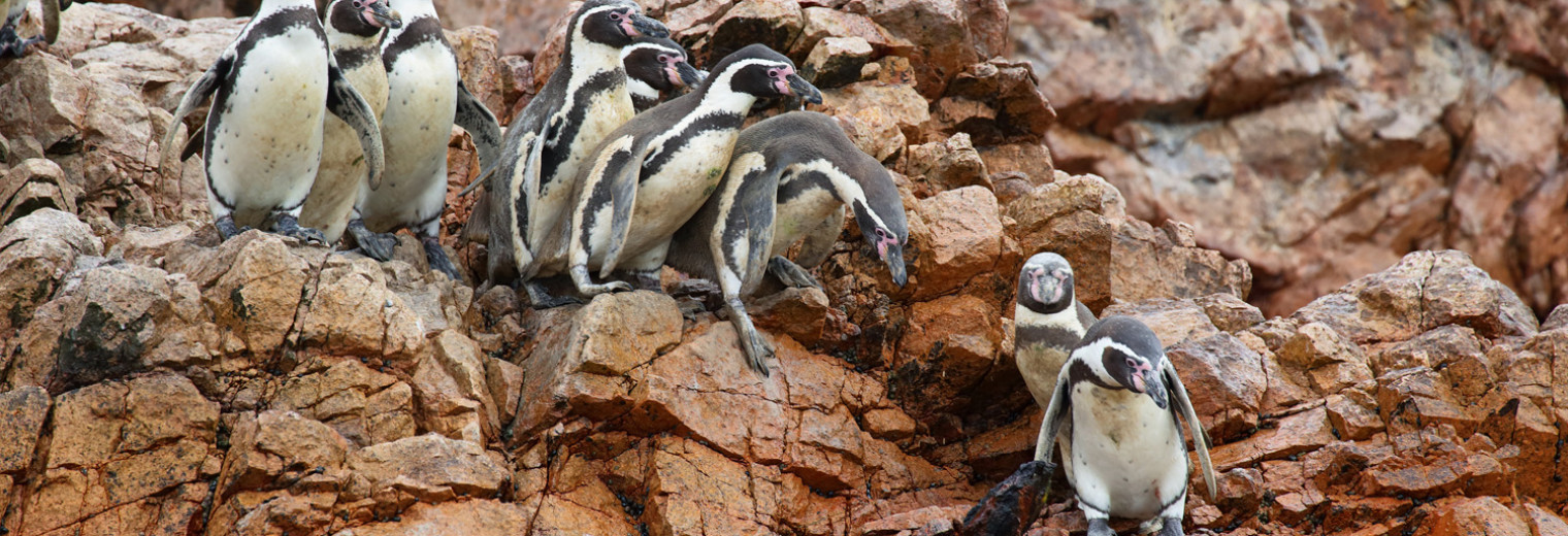 Penguins, Ballestas Islands 