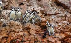 Penguins, Ballestas Islands 