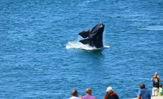 Whale watching, Hermanus, South Africa