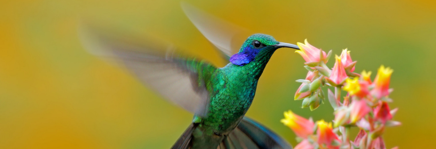 Green violetear Hummingbird