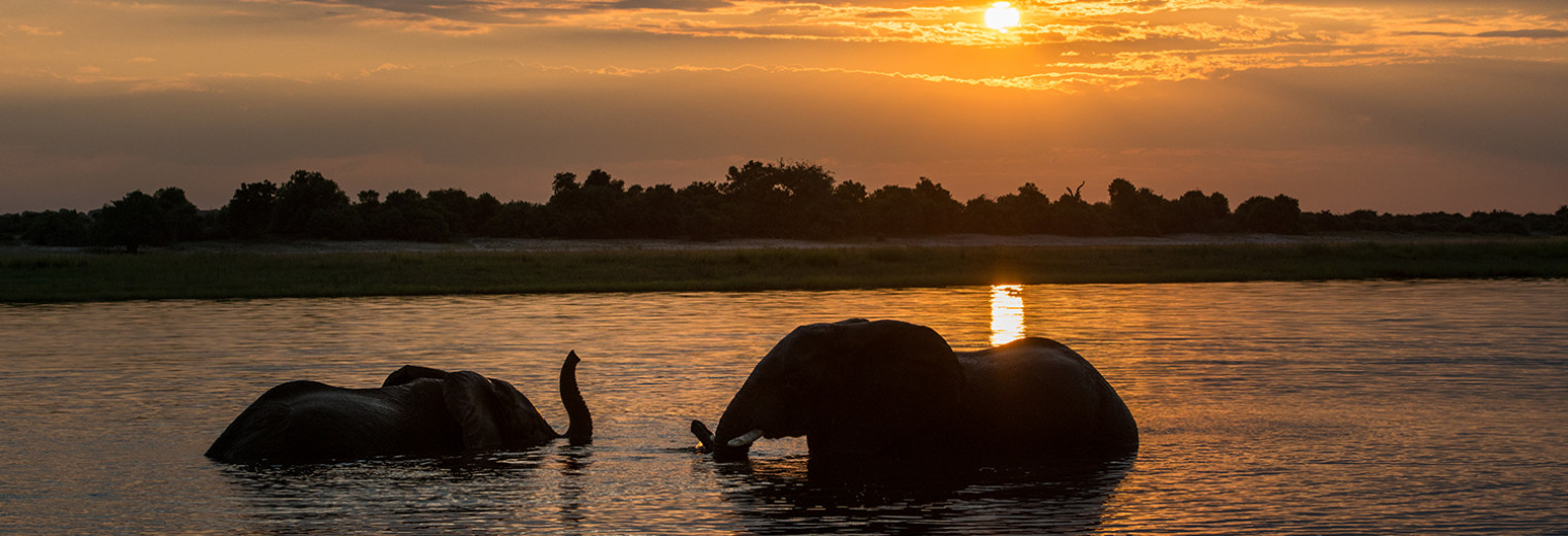 Elephant at sunset, Chobe National Park, Botswana