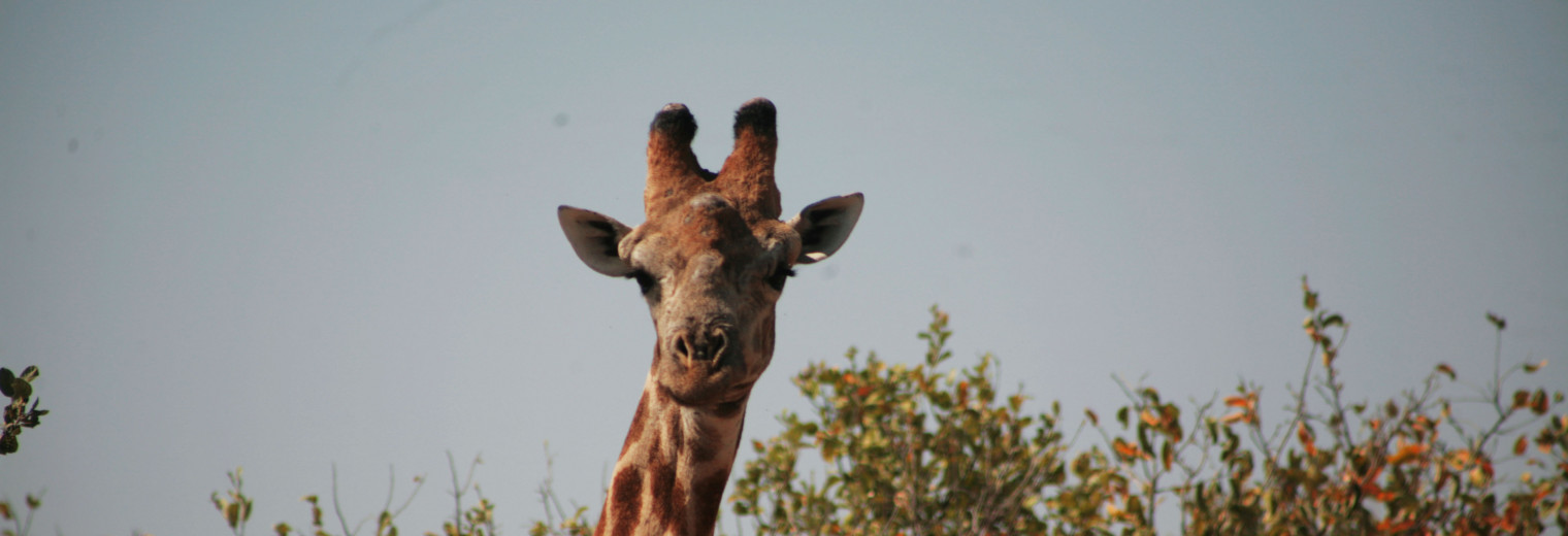 Botswana, Giraffe