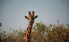 Botswana, Giraffe