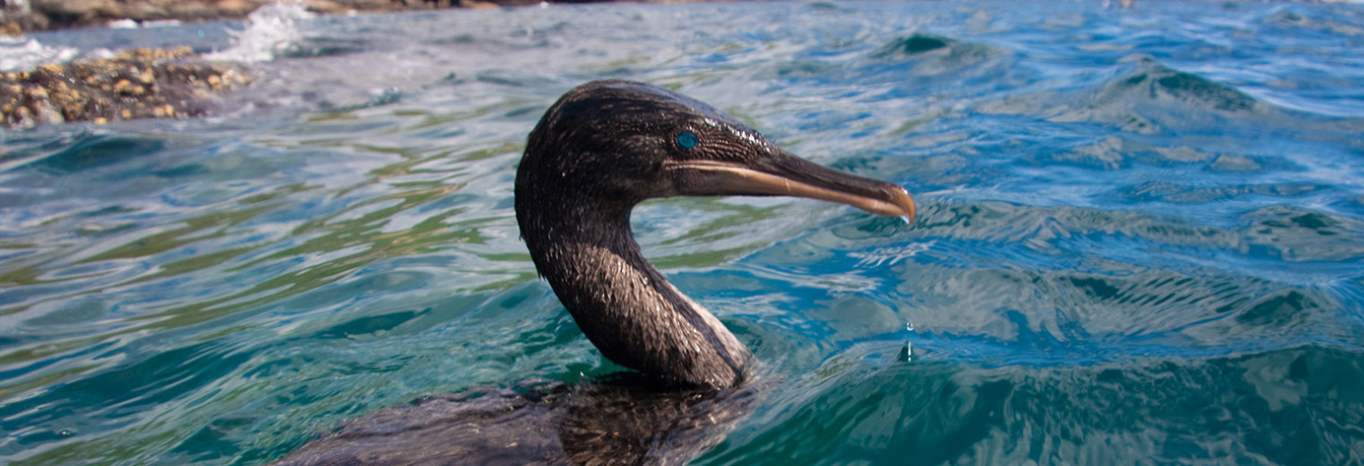 Flightless cormorant, Galapagos Islands