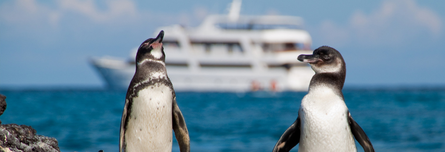 Penguins, Galapagos Islands