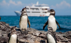 Penguins, Galapagos Islands