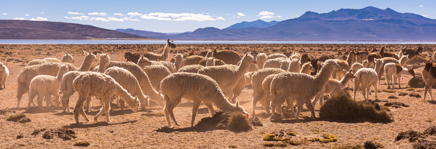 Llamas and Alpacas, near Arequipa