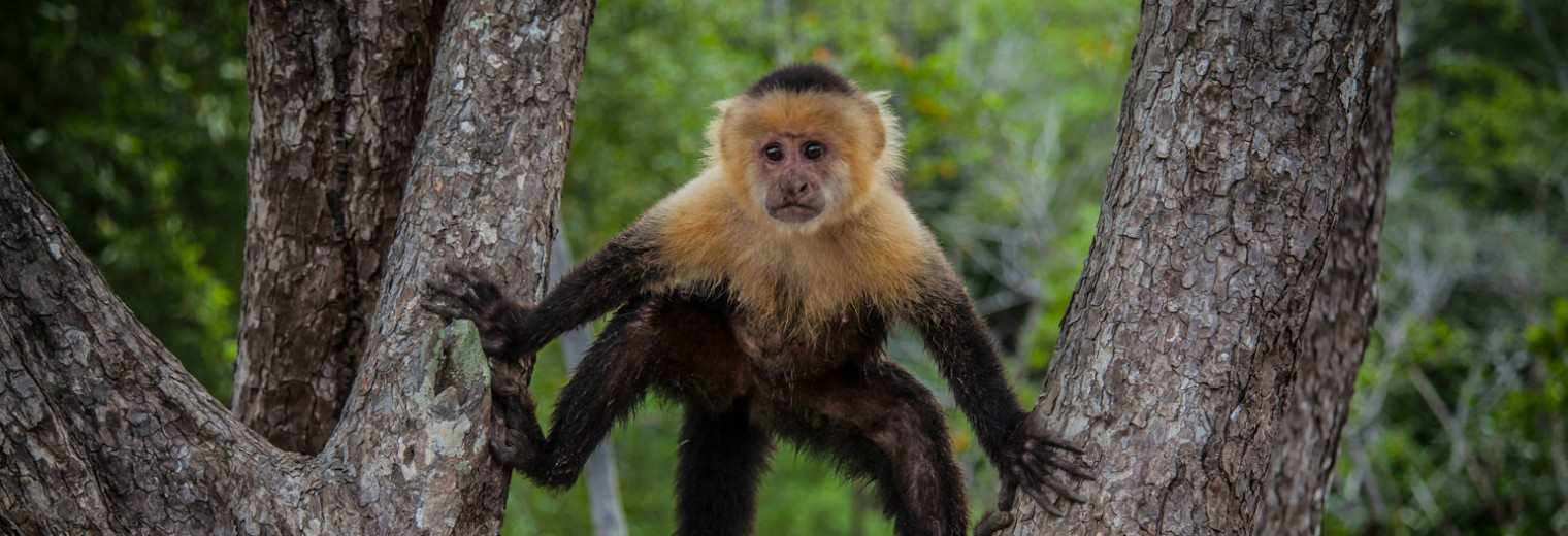 Capuchin Monkey, Costa Rica