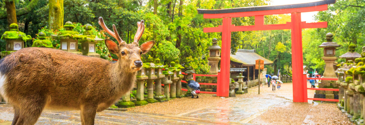 Deer, Nara