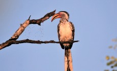 Yellow-billed hornbill, Kruger National Park, South Africa