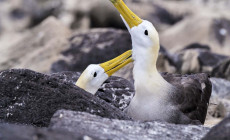 Courtshipping waved albatross, Galapagos Islands