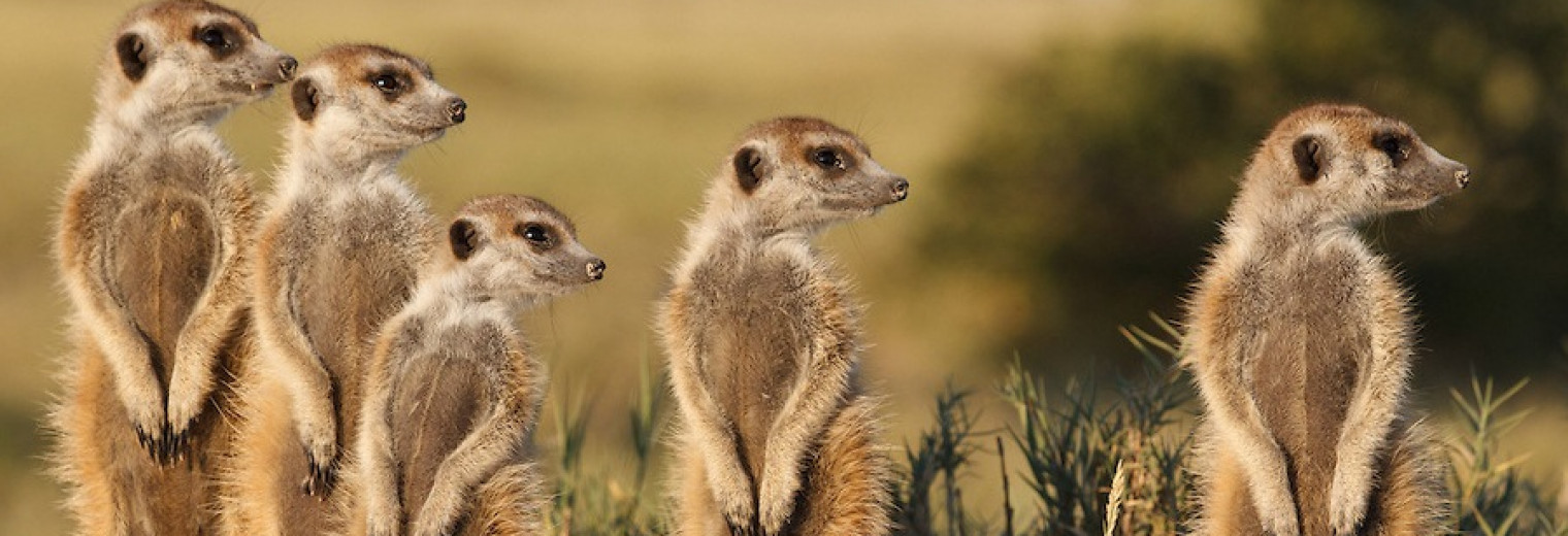 Meerkat magic, Oudtshoorn, South Africa