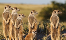 Meerkat magic, Oudtshoorn, South Africa