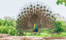 Peacock, Yala