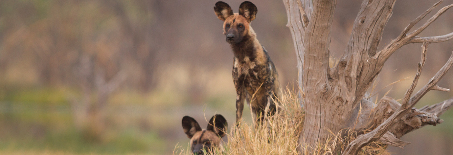 Wild dogs, Okavango, Botswana