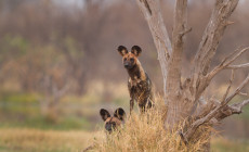 Wild dogs, Okavango, Botswana