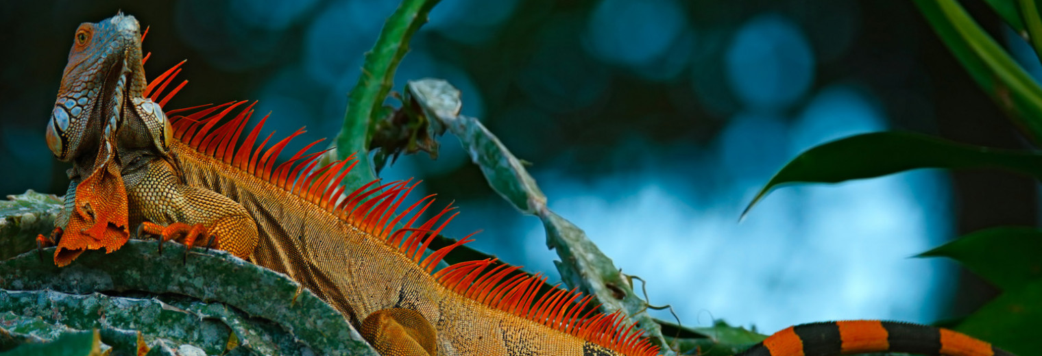 Green Iguana, Corcovado