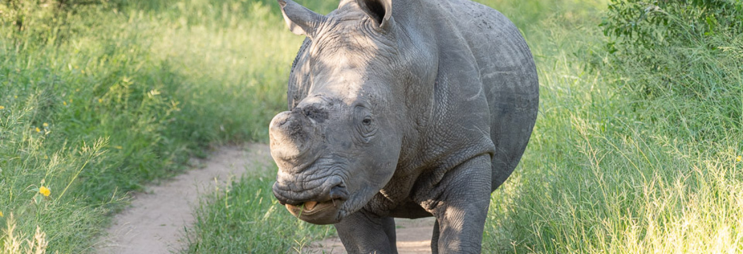 Rhino, Khaya Ndlovu, Kruger