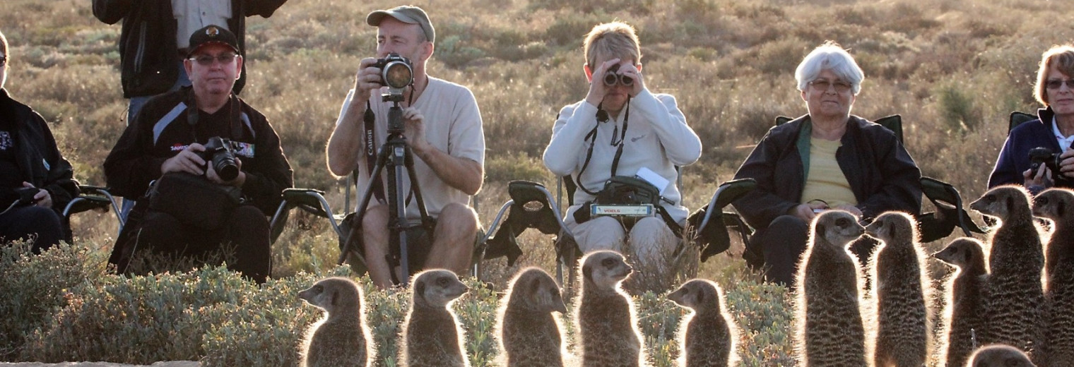 Meerkat magic, Oudtshoorn, South Africa