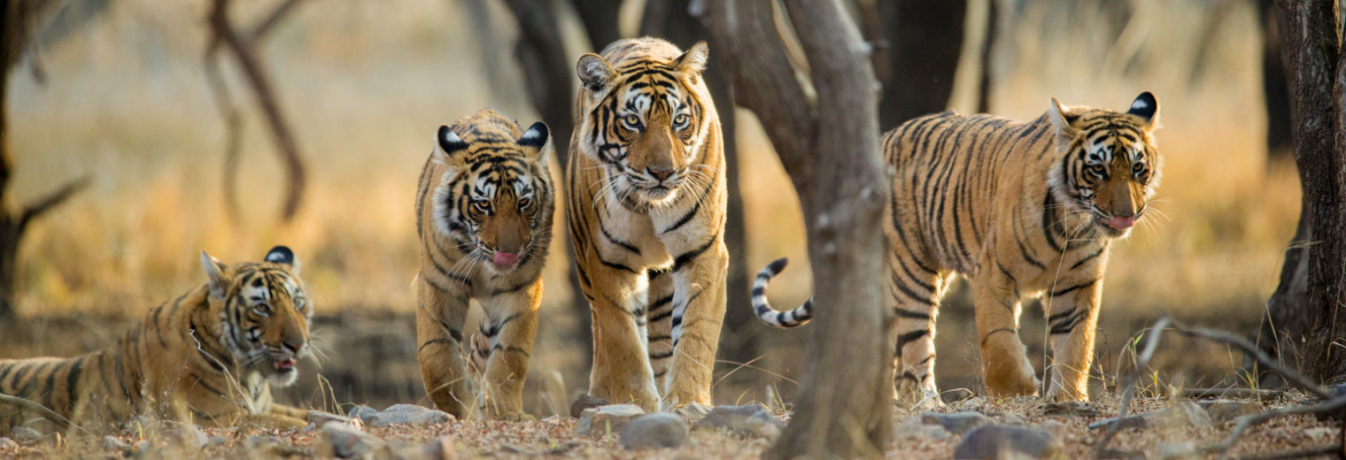 Tigers Ranthambore