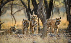 Tigers Ranthambore