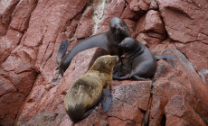 Sea lions, Paracas, Peru