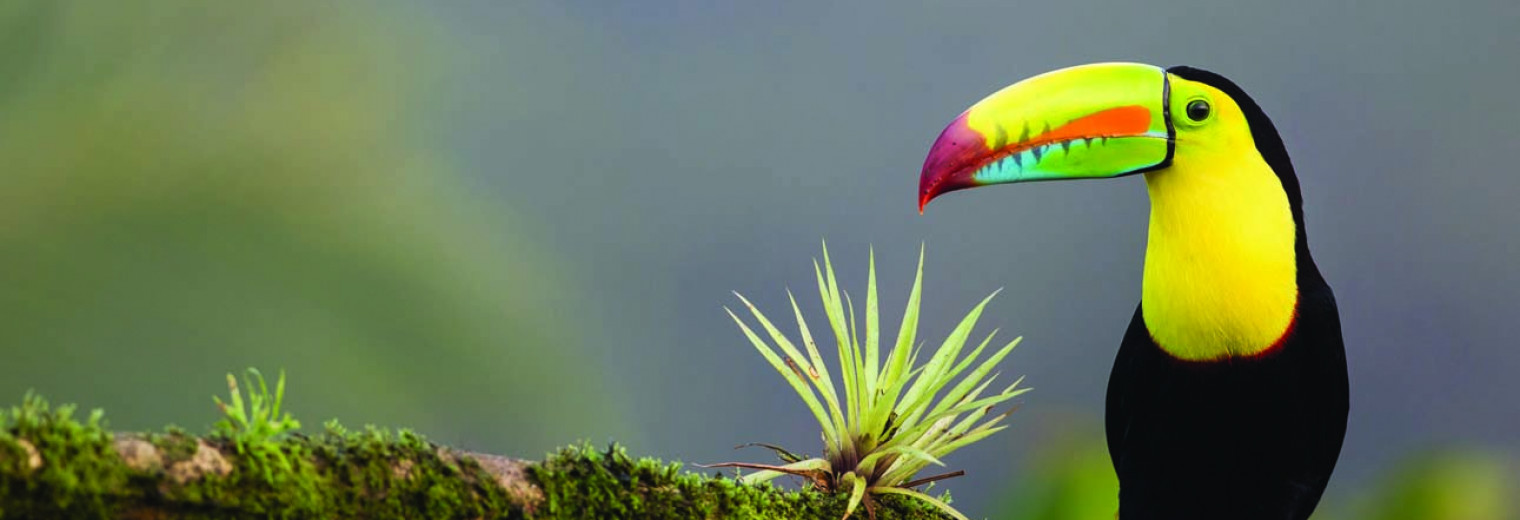 Toucan, Manuel Antonio National Park, Costa Rica