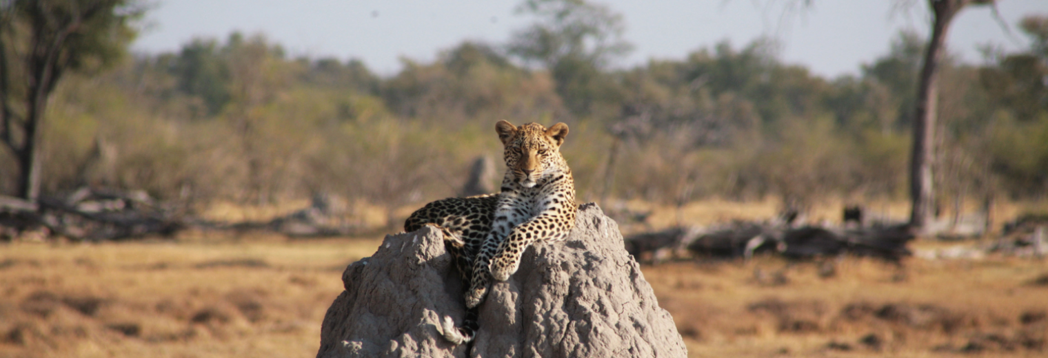 Leopard, Okavango, Botswana 