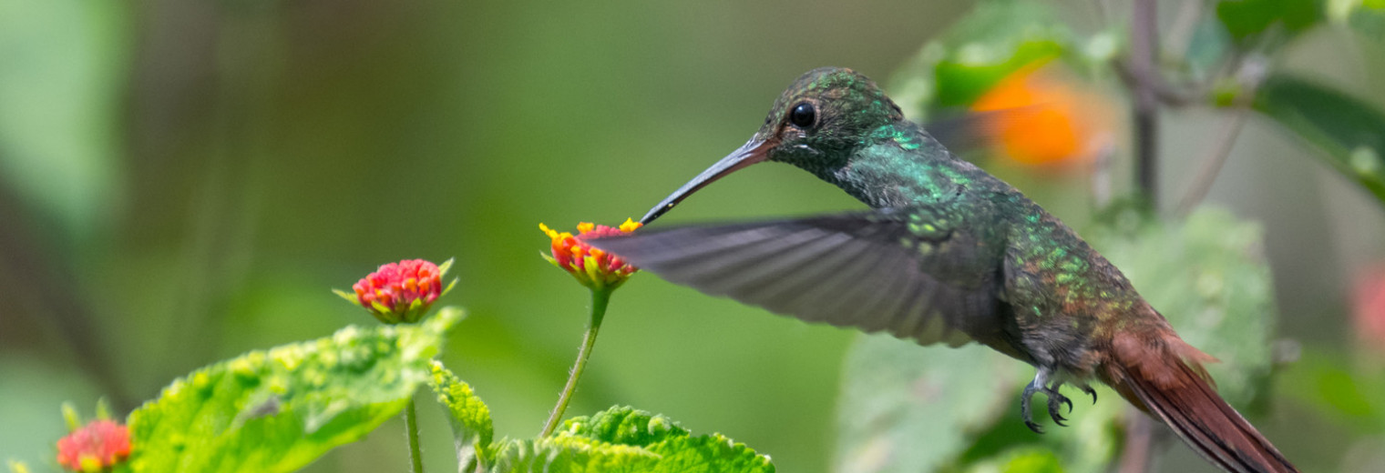 Rufous tailed hummingbird