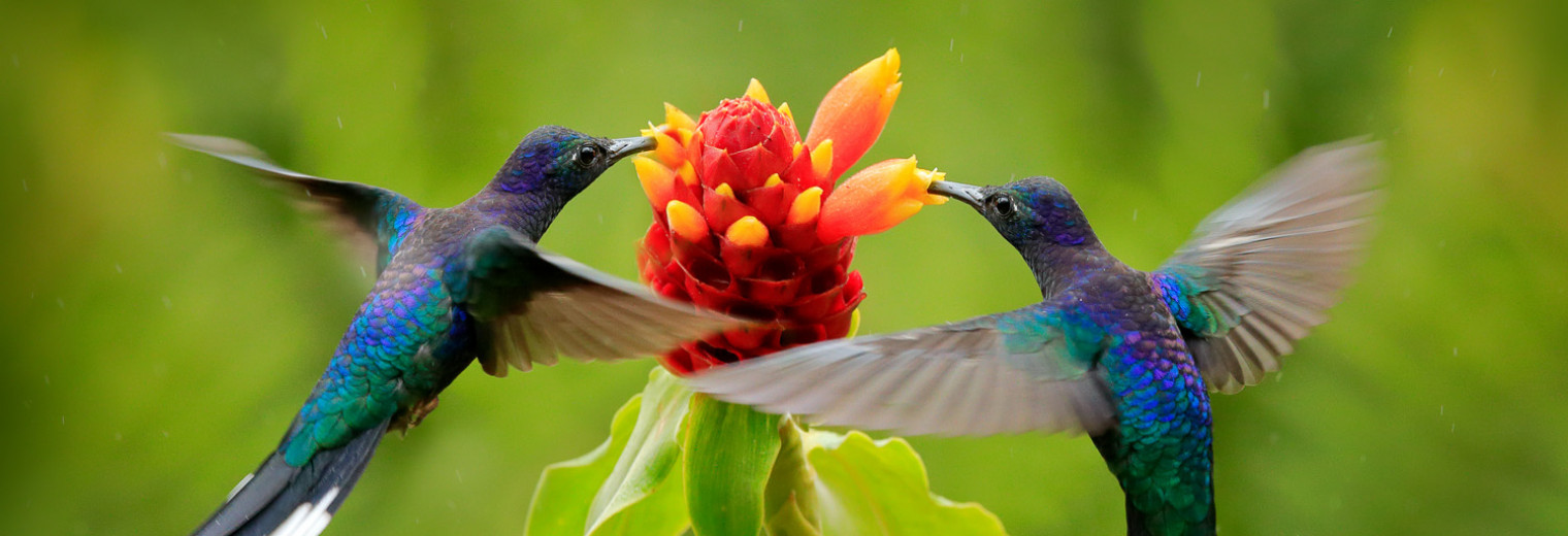 Blue Hummingbird